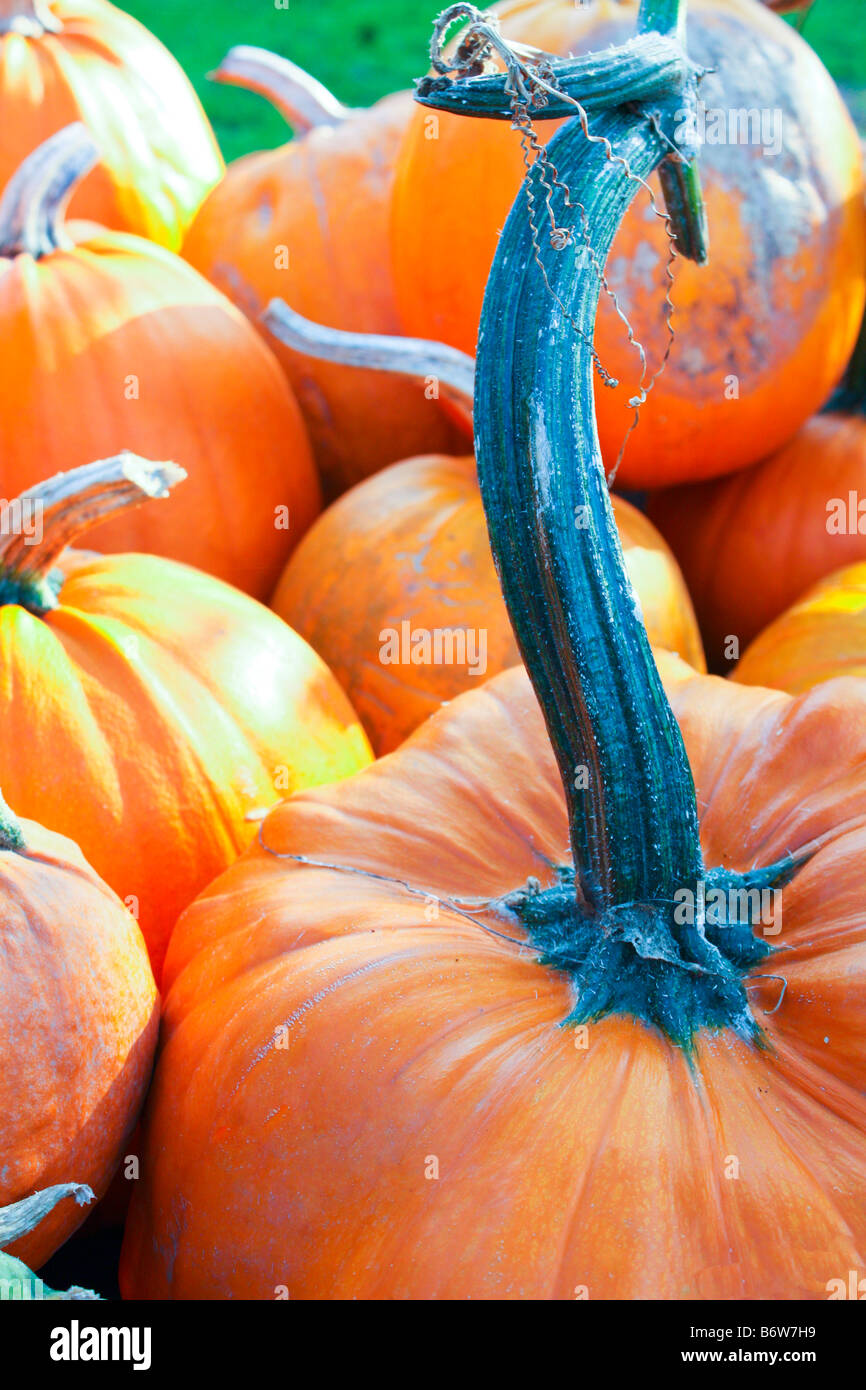 Pumpkin Close-up Stock Photo