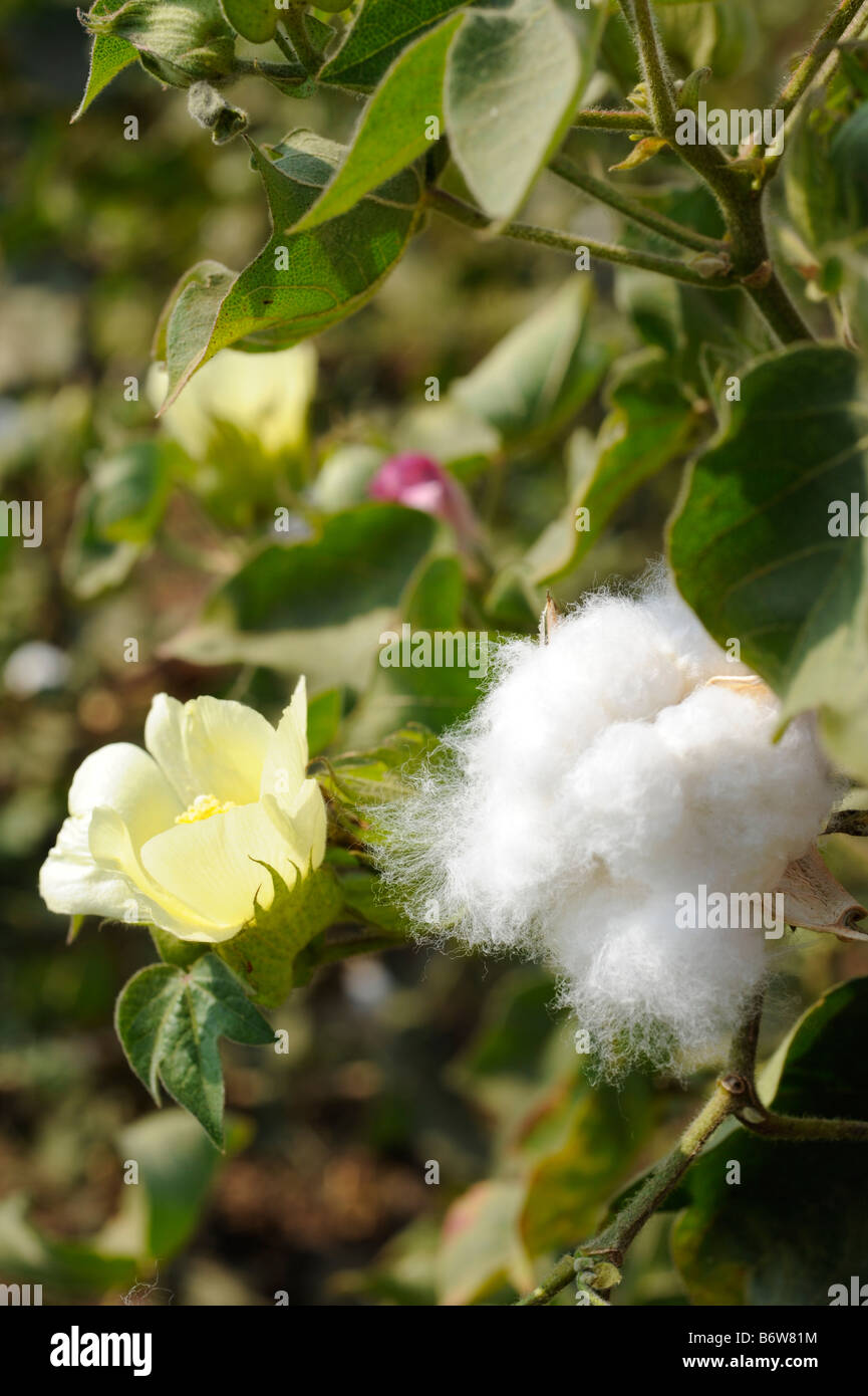 India M.P. Khargone , fair trade and organic cotton farming, yellow cotton flower and open boll formation with fibre Stock Photo