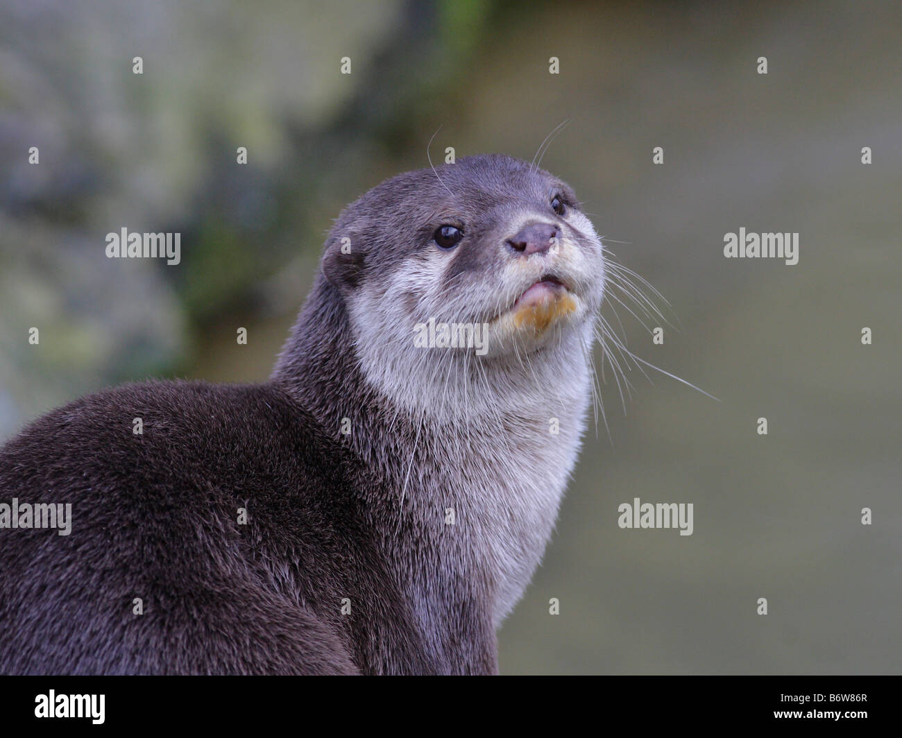 Otter feed fish hi-res stock photography and images - Alamy