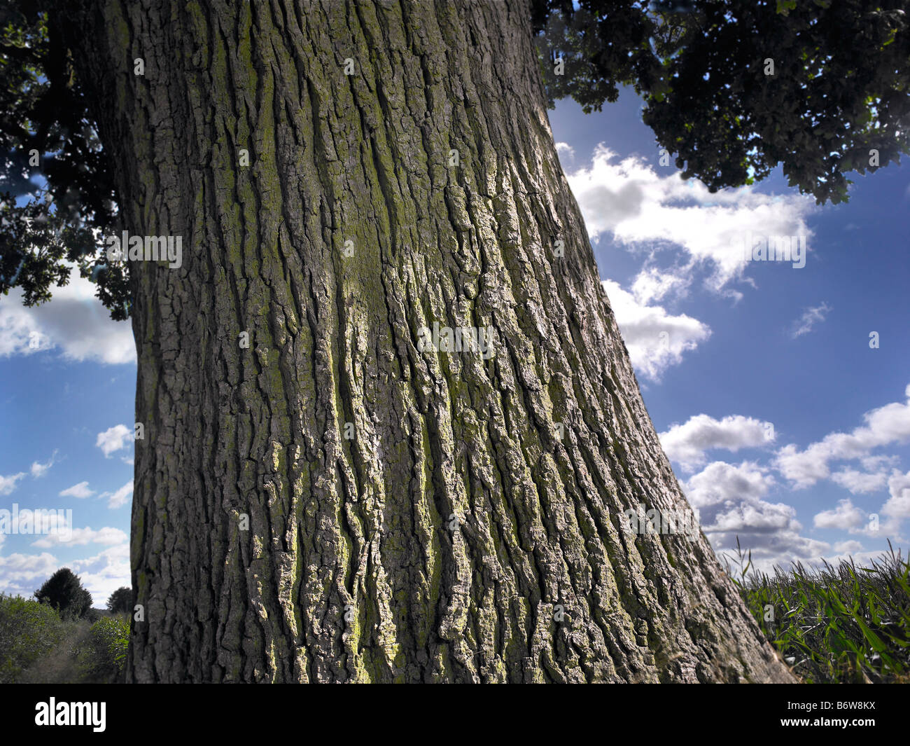 Close-up of a oak tree trunk Stock Photo