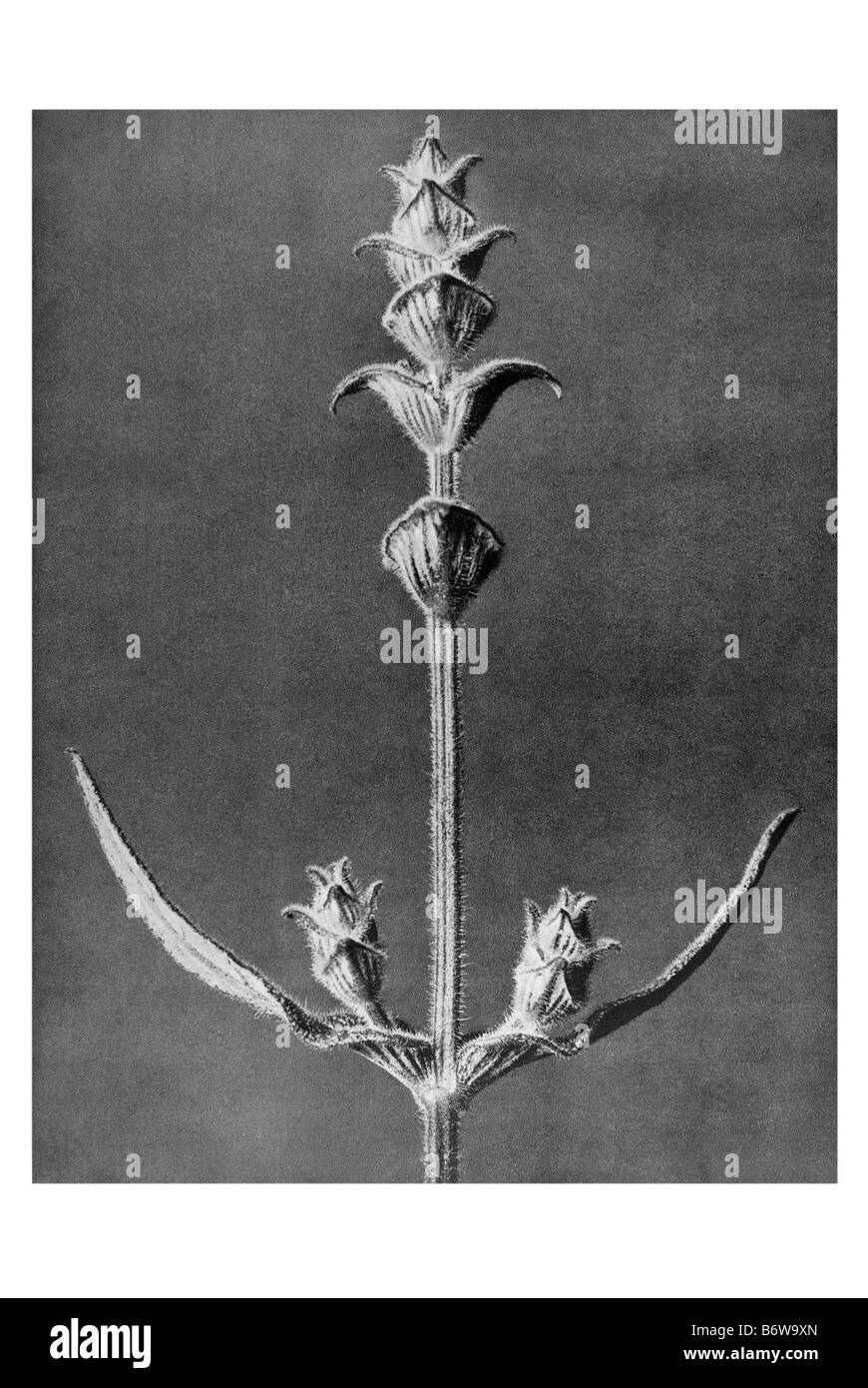 Stem of a sage-species Stock Photo