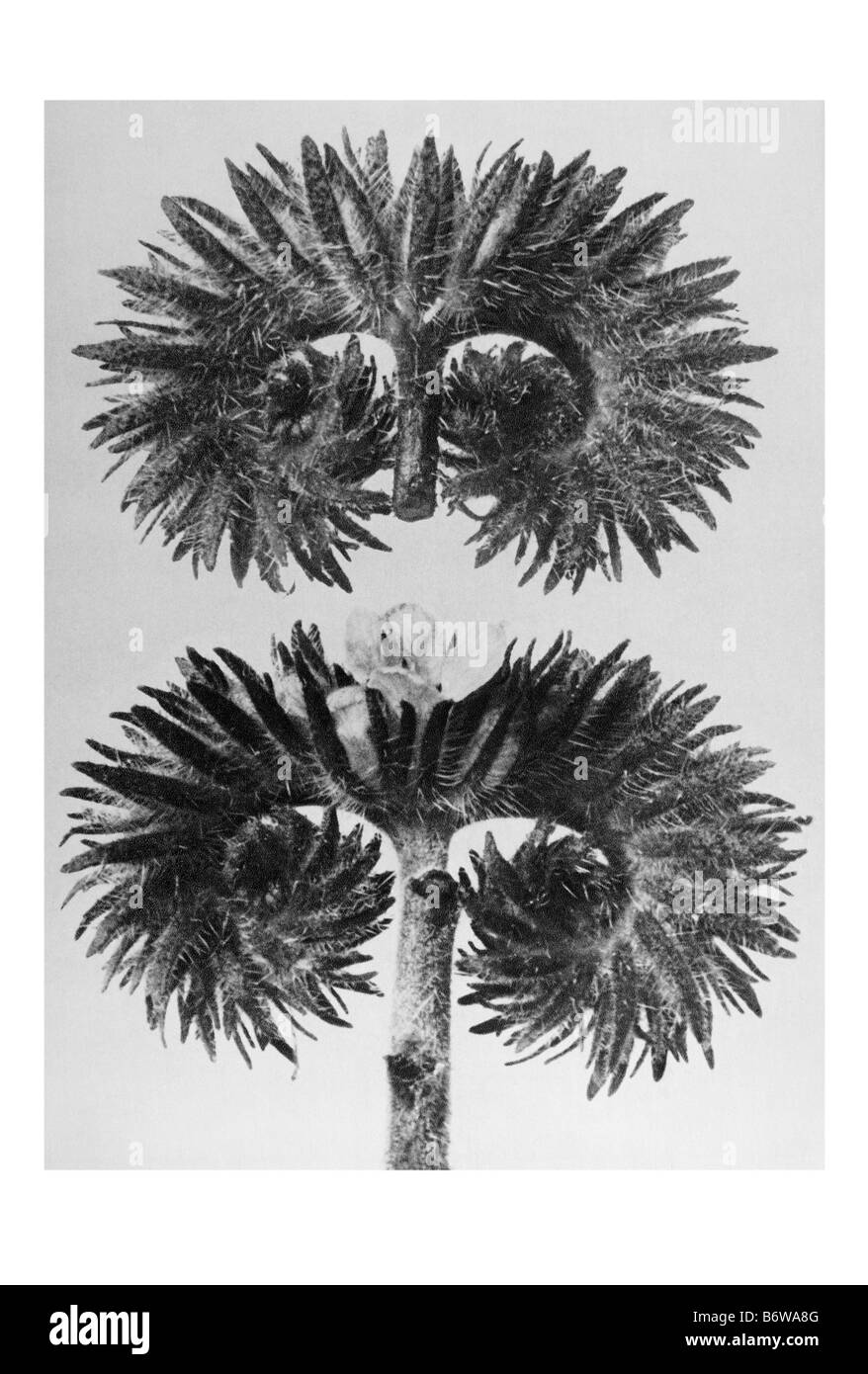 Pure wild Black and White Stock Photos Images Alamy