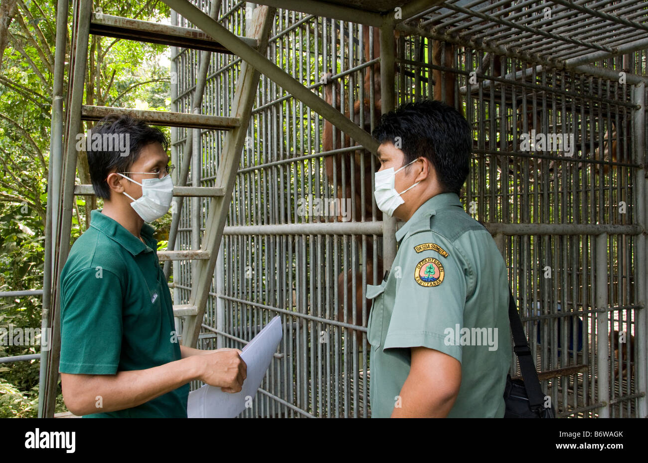 Indonesian ministry of forestry official visits orangutan rehabilitation centre in Sumatra, Indonesia Stock Photo