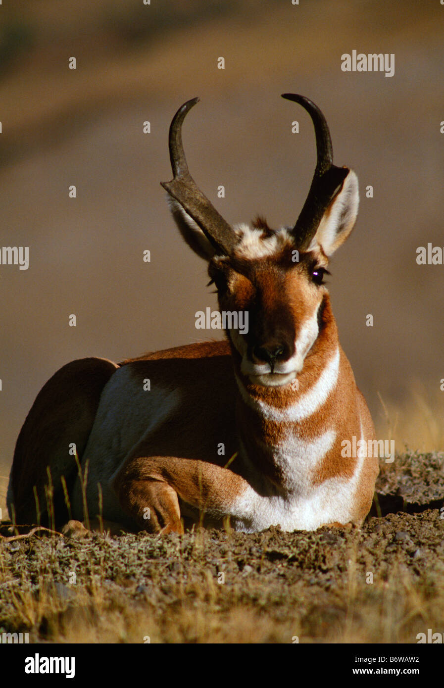 Pronghorn antelope (Antilocapra americana) lying down with sidelight Stock Photo