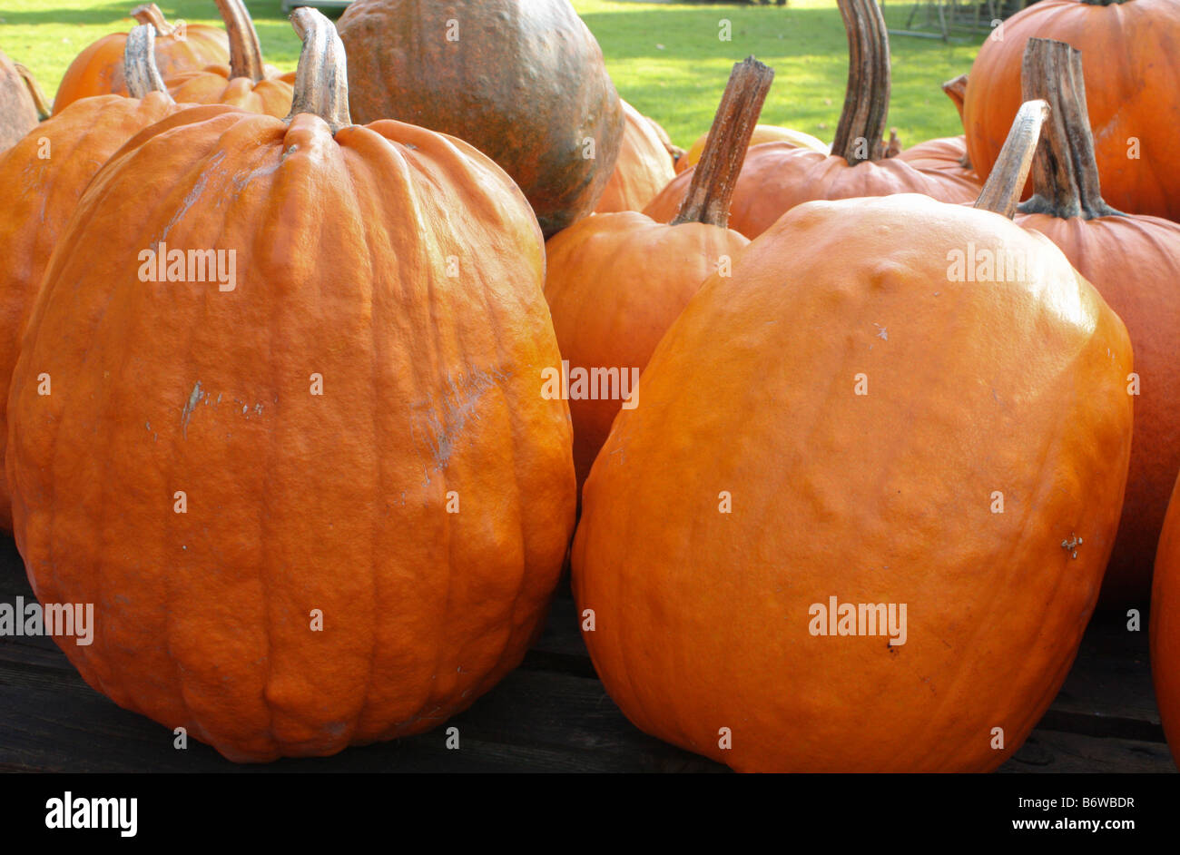 Group of Pumpkins Stock Photo