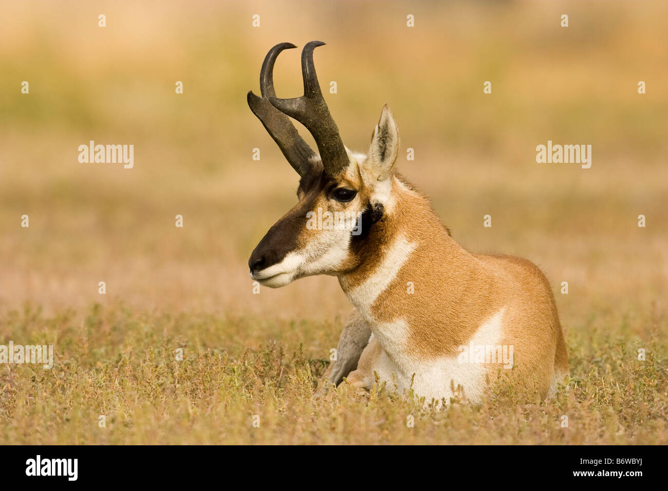 Pronghorn Antelope (Antilocapra americana) lying on the ground Stock Photo