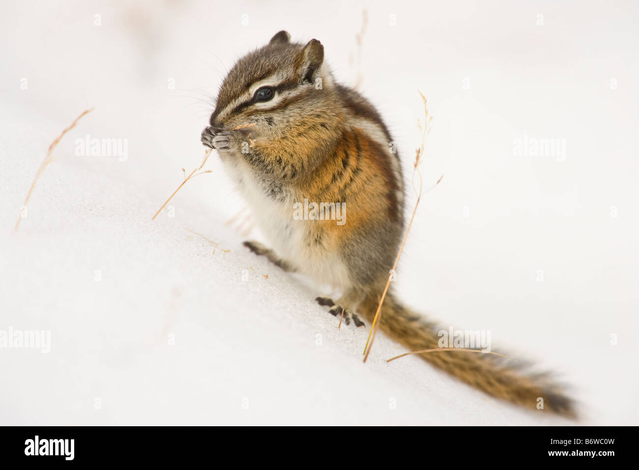 Lil Chipmunk Nude