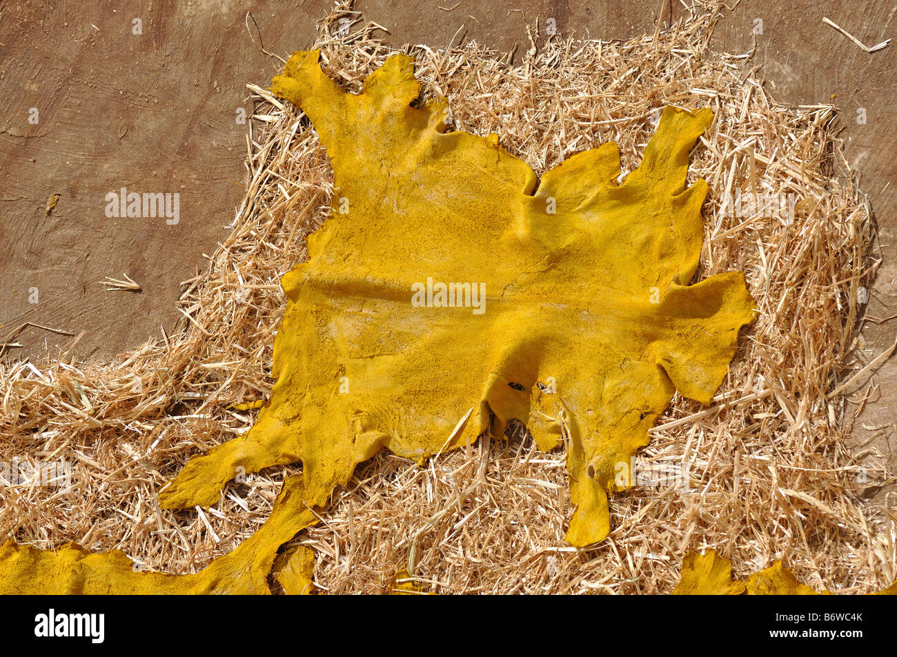 Yellow dyed animal skin at tannery in Fes, Morocco Stock Photo