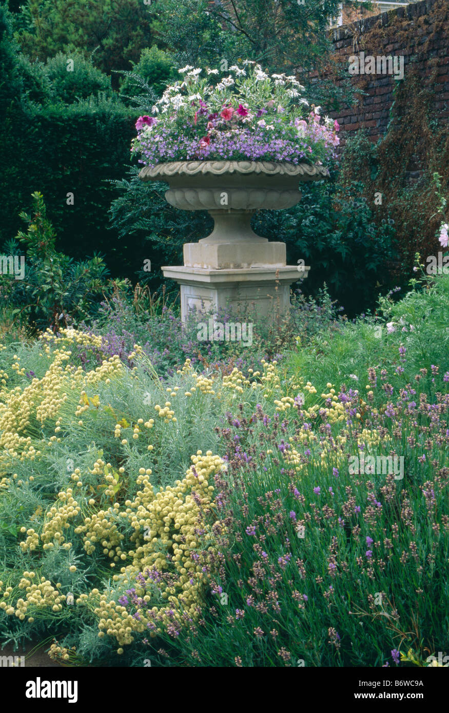 Petunias and lobelia in stone urn on plinth in walled summer garden border with yellow helichrysum and lavender Stock Photo