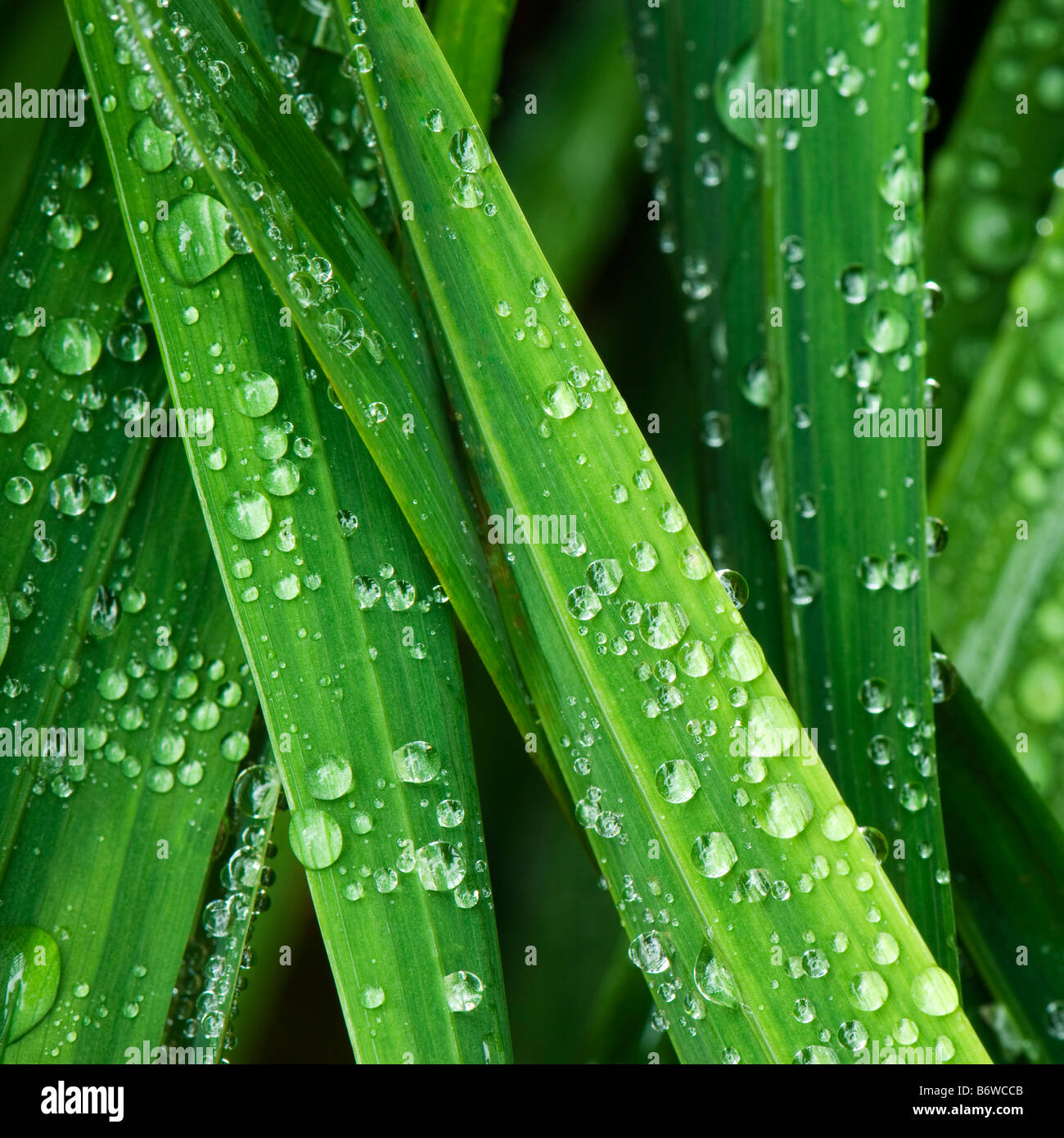 Rain droplets beaded on Crocosmia leaves Stock Photo