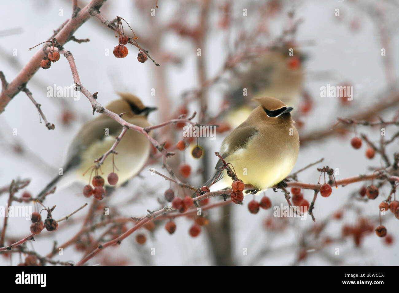 Cedar Waxwings perched in Crabapple Tree with Berries Stock Photo - Alamy