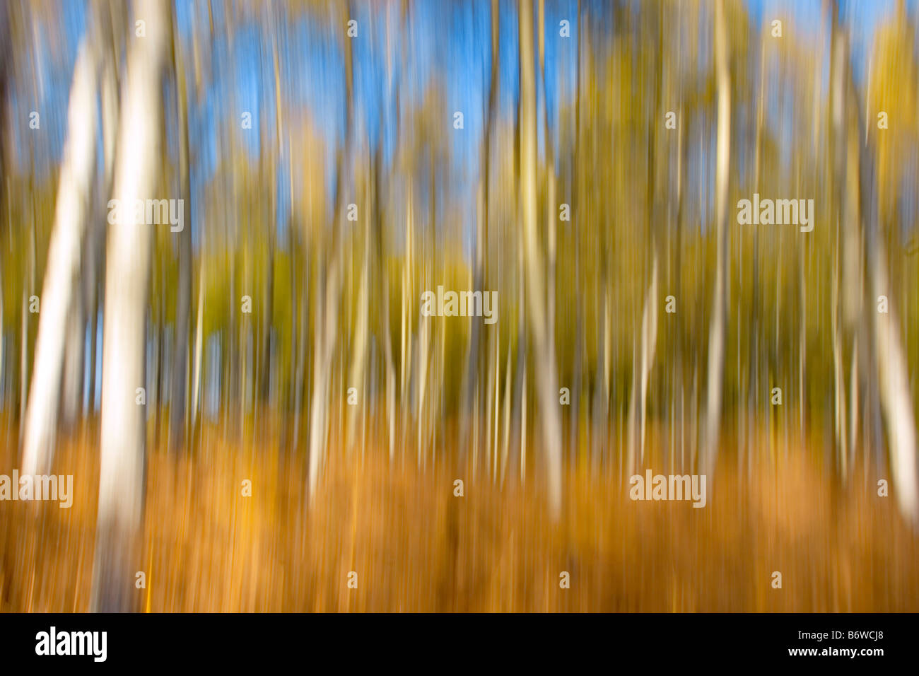 Silver birch wood hi-res stock photography and images - Alamy