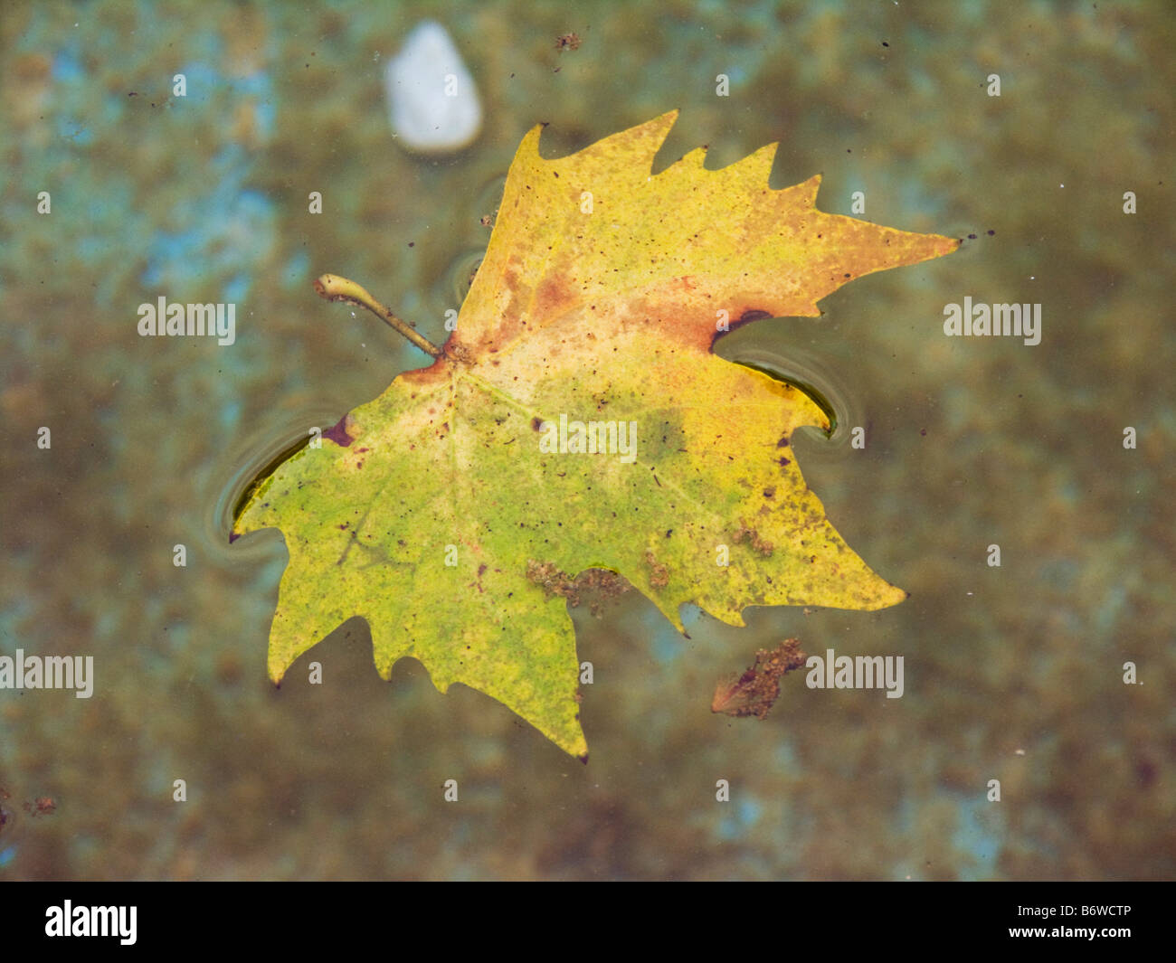 Fall yellow leaf floating on the water in a fountain Stock Photo - Alamy