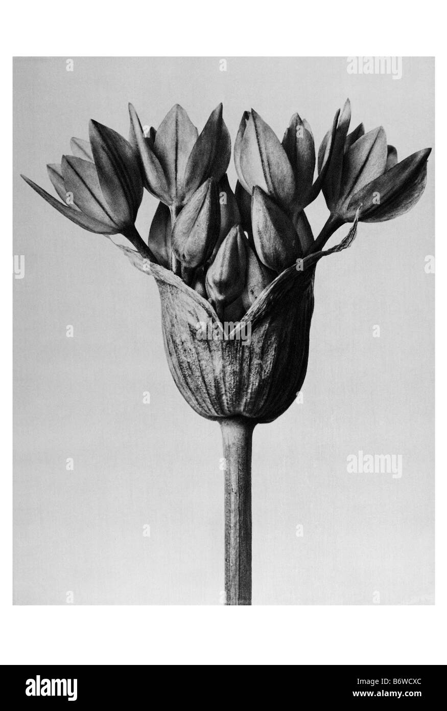 Inflorescence of a garlicspecies Stock Photo