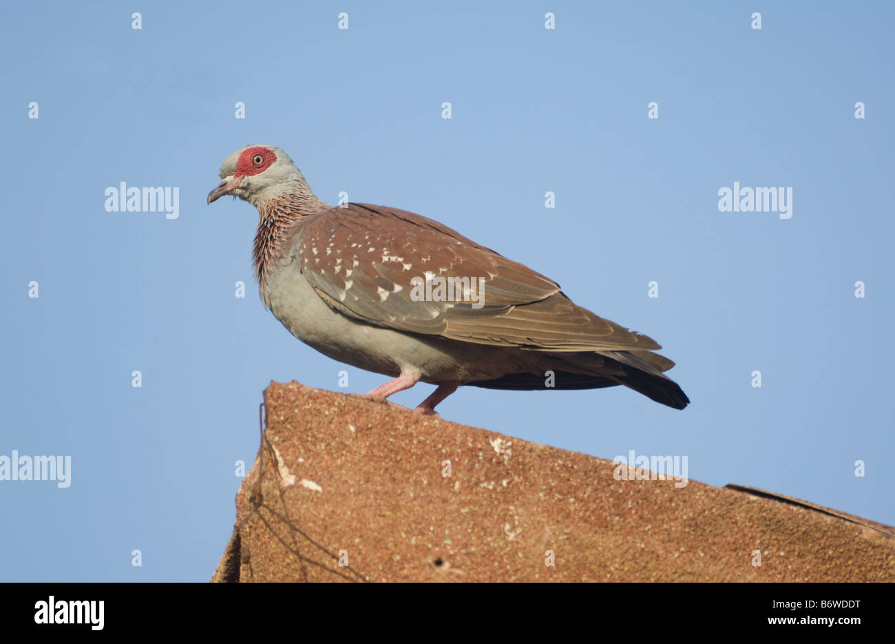 Speckled Pigeon Columba guinea Stock Photo