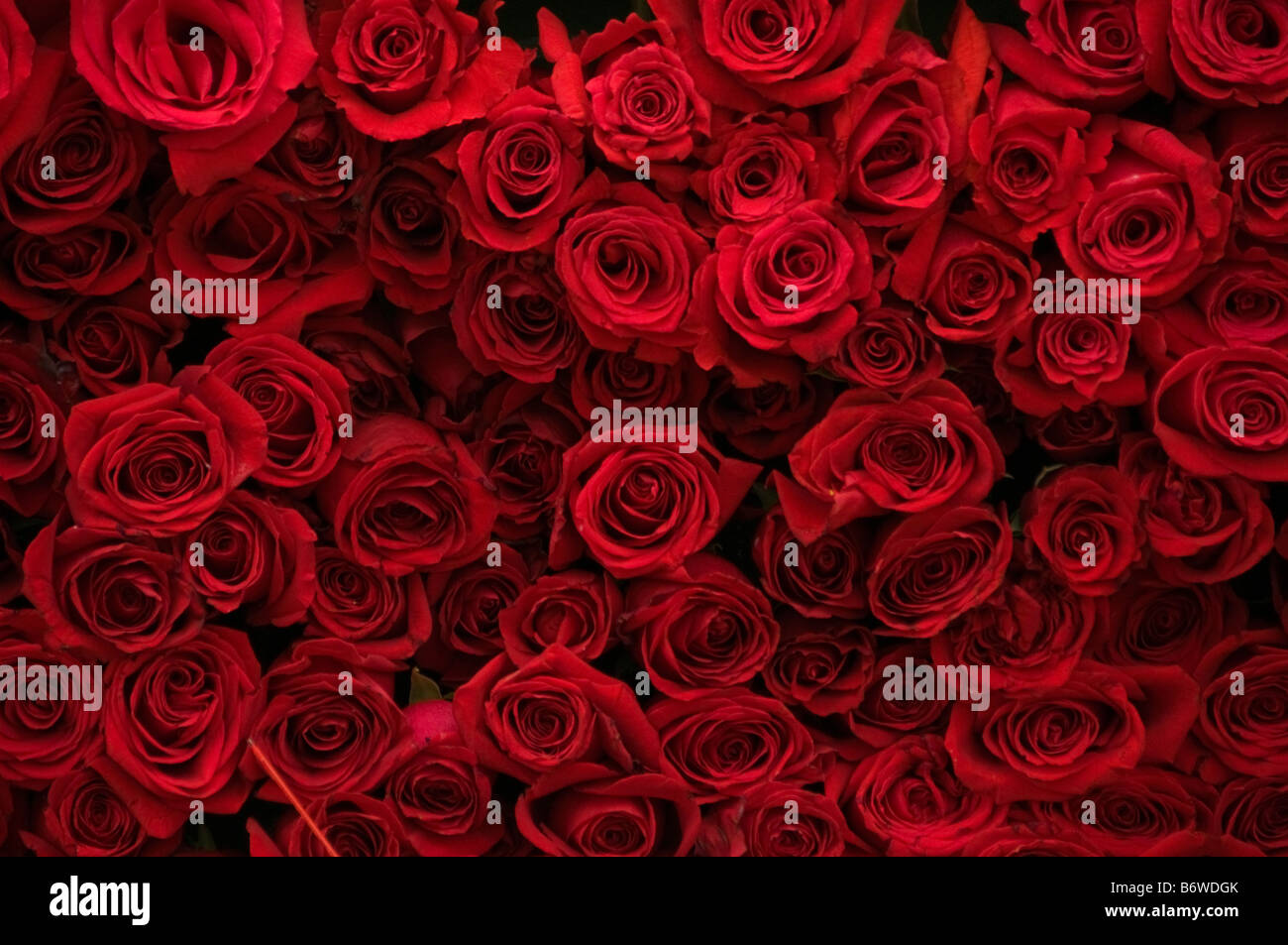 Red roses background wallpaper hi-res stock photography and images - Alamy