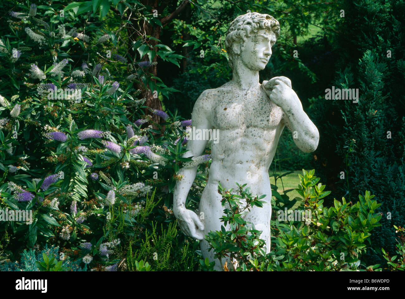 Classical statue beside blue Hebe shrub Stock Photo