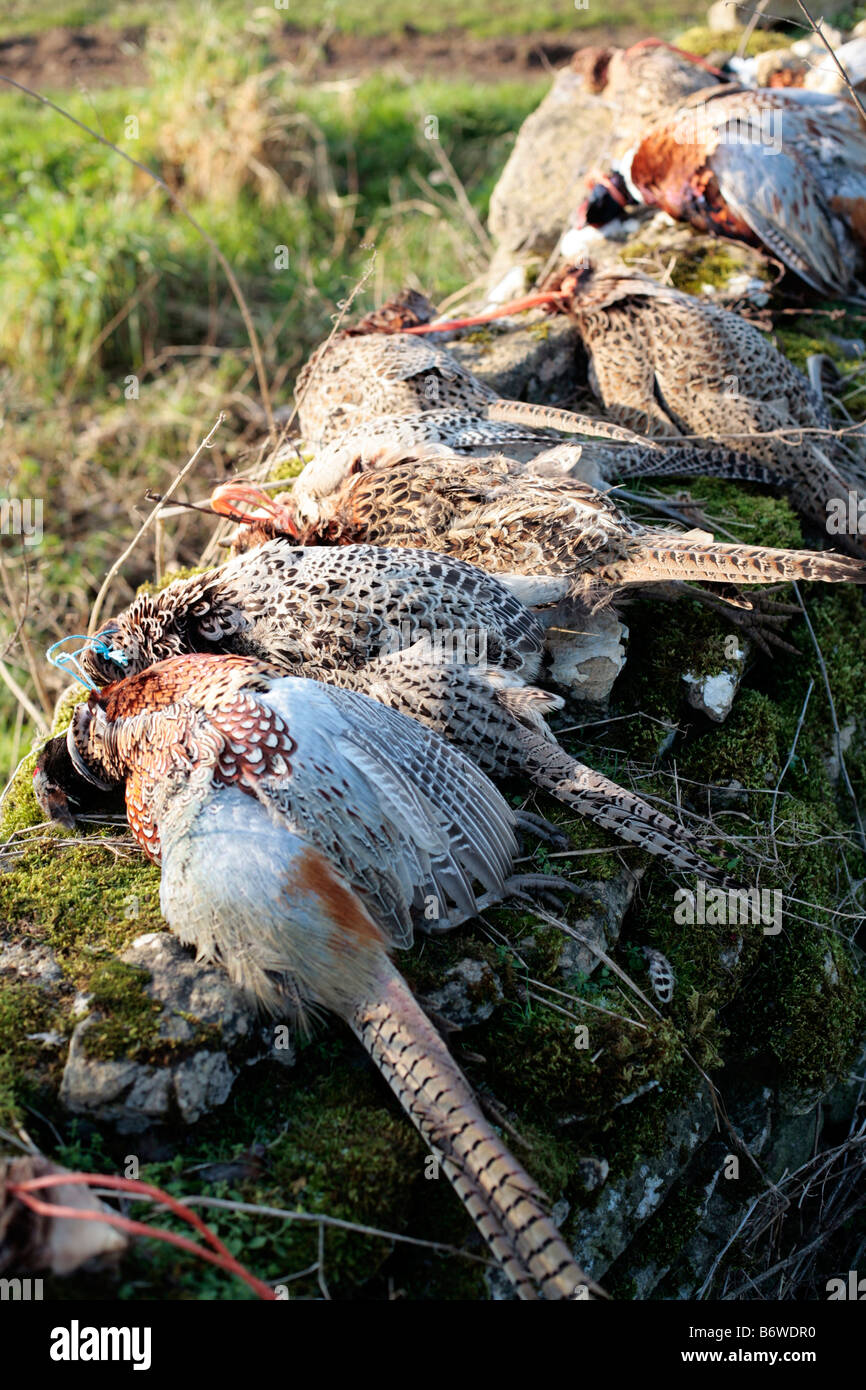 Pheasants lined up on a wall at a shoot in Somerset, UK. Stock Photo