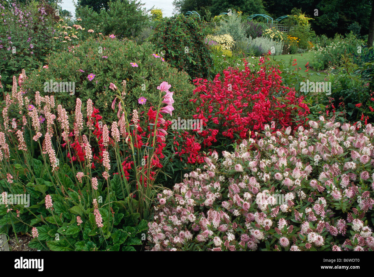 Pink persicaria and hebe with red penstemon in large country garden border in summer Stock Photo