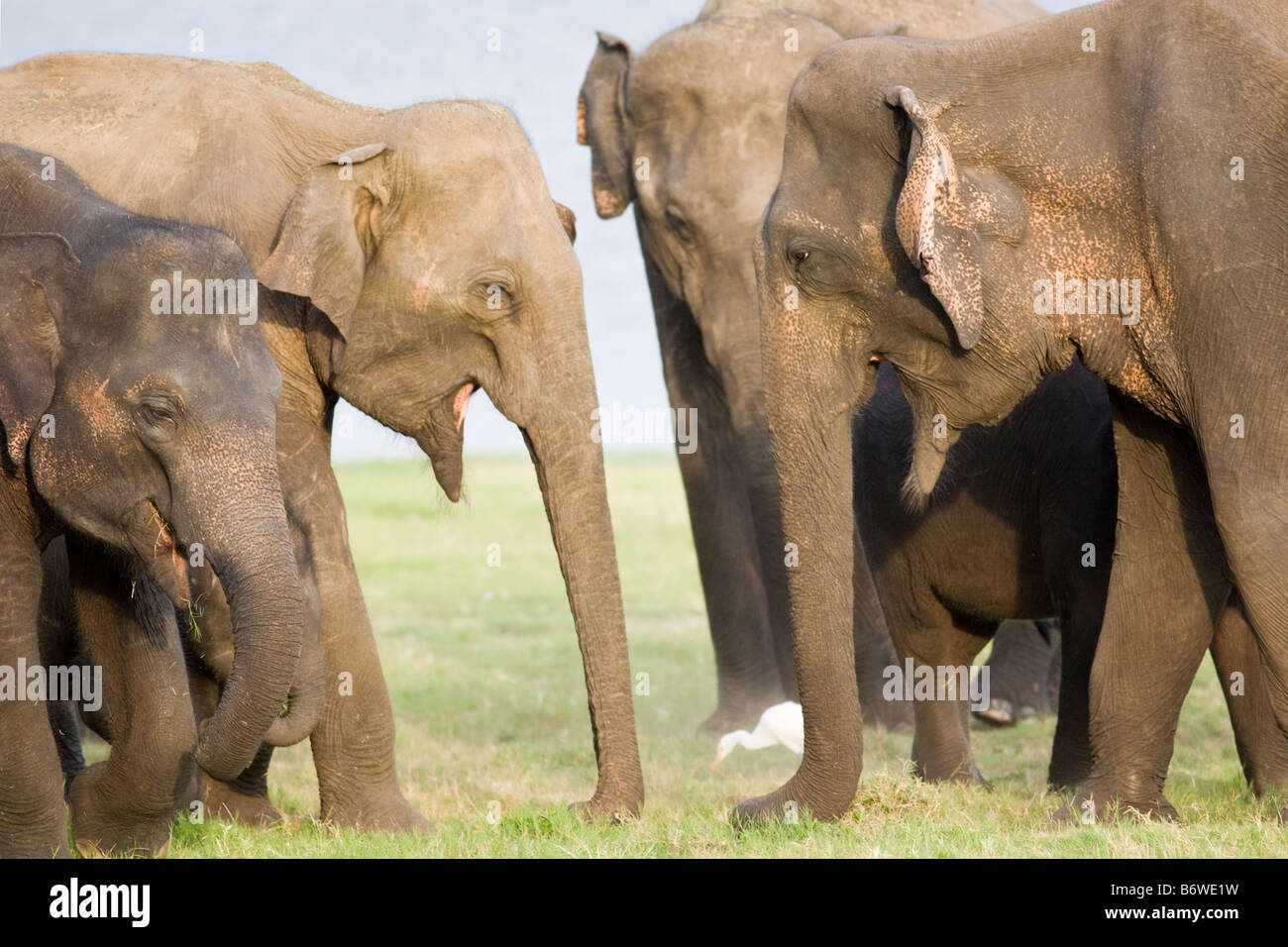 A group of elephants Stock Photo - Alamy