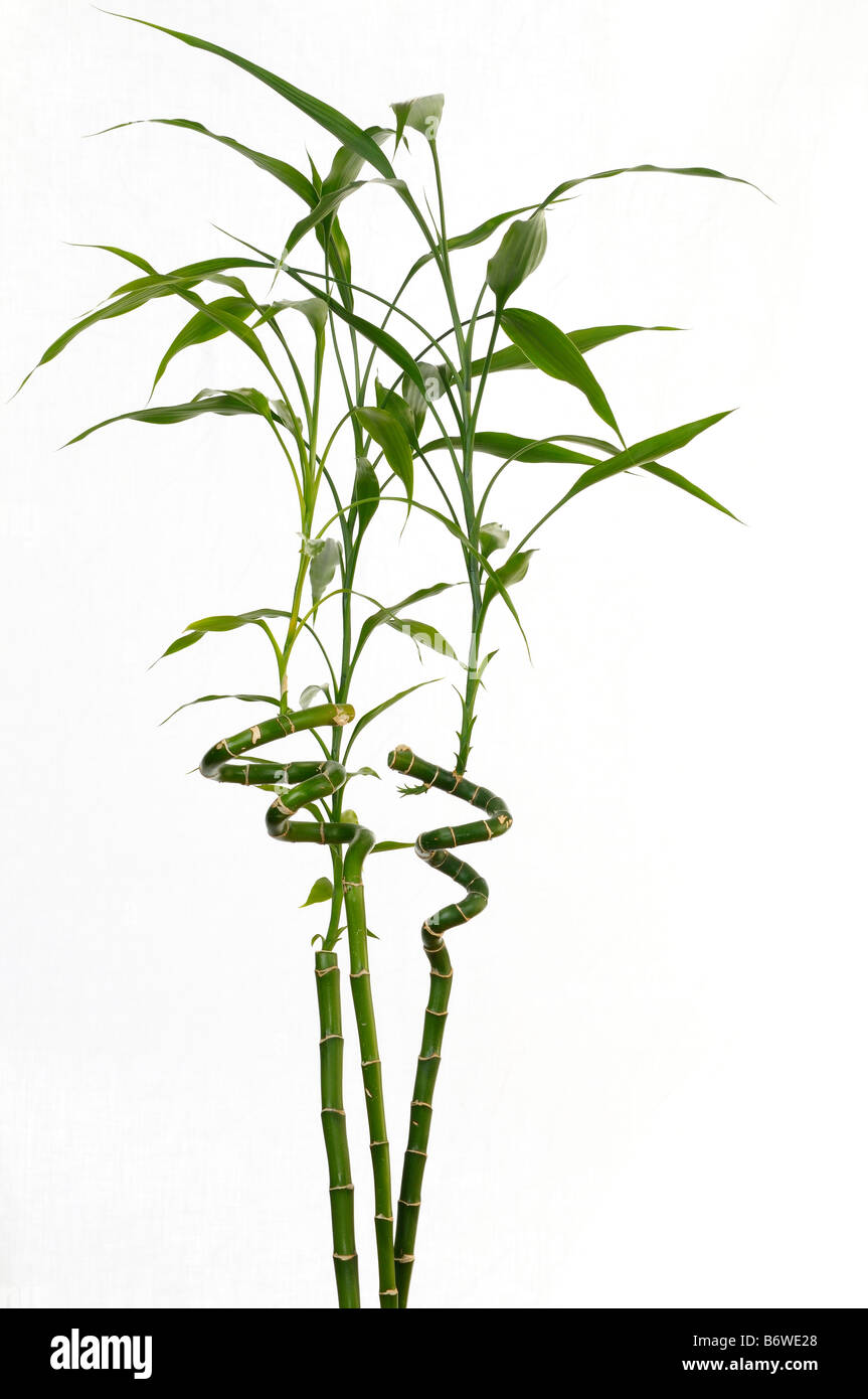 Three stalks of lucky bamboo Dracaena Sanderiana signifying happiness on white background Stock Photo