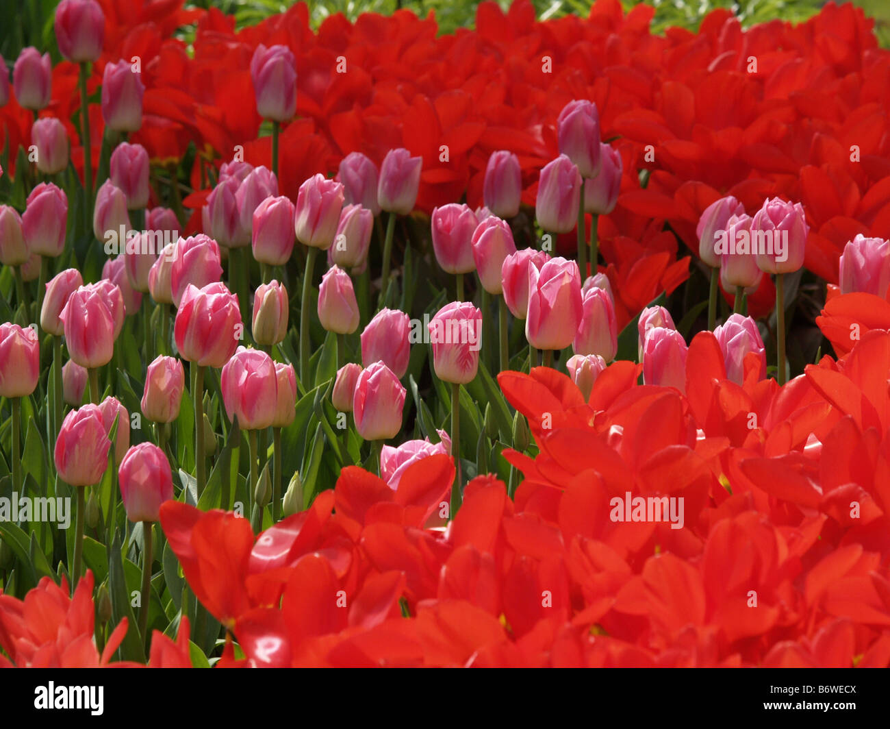 Tulips in bulb fields Netherlands Stock Photo - Alamy