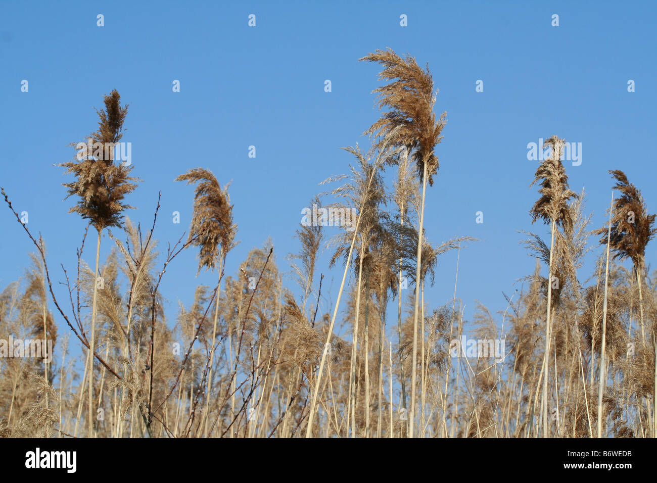 Tall grass tall marsh grass hi-res stock photography and images - Alamy