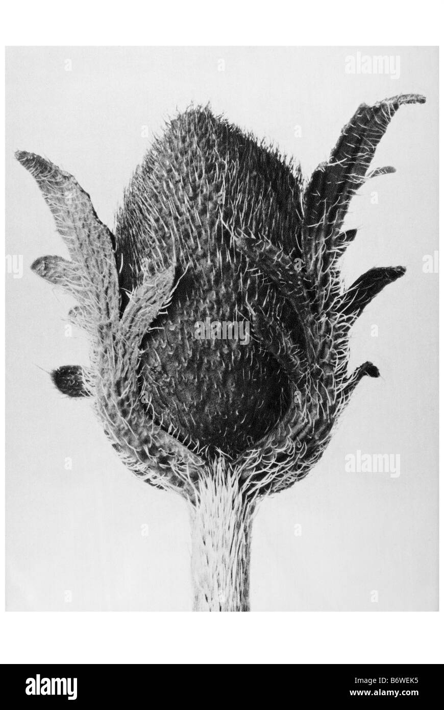 Poppy Black and White Stock Photos & Images - Alamy