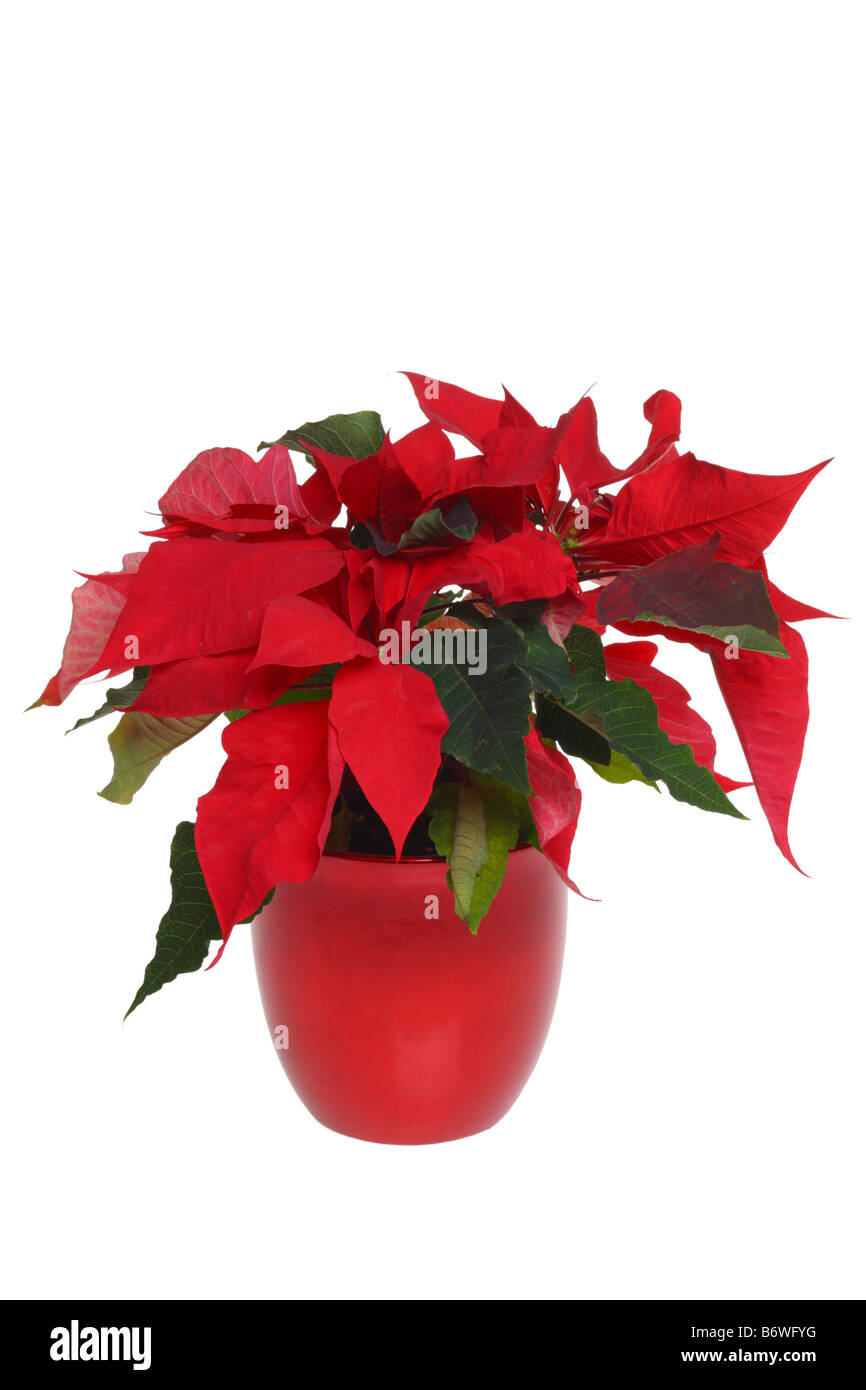 Poinsettia plant cut out isolated on white background Stock Photo