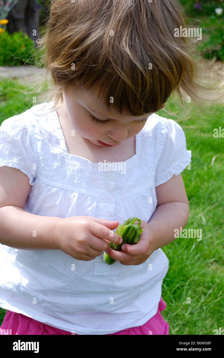 Two year old girl with broad beans grown in her back garden Stock Photo