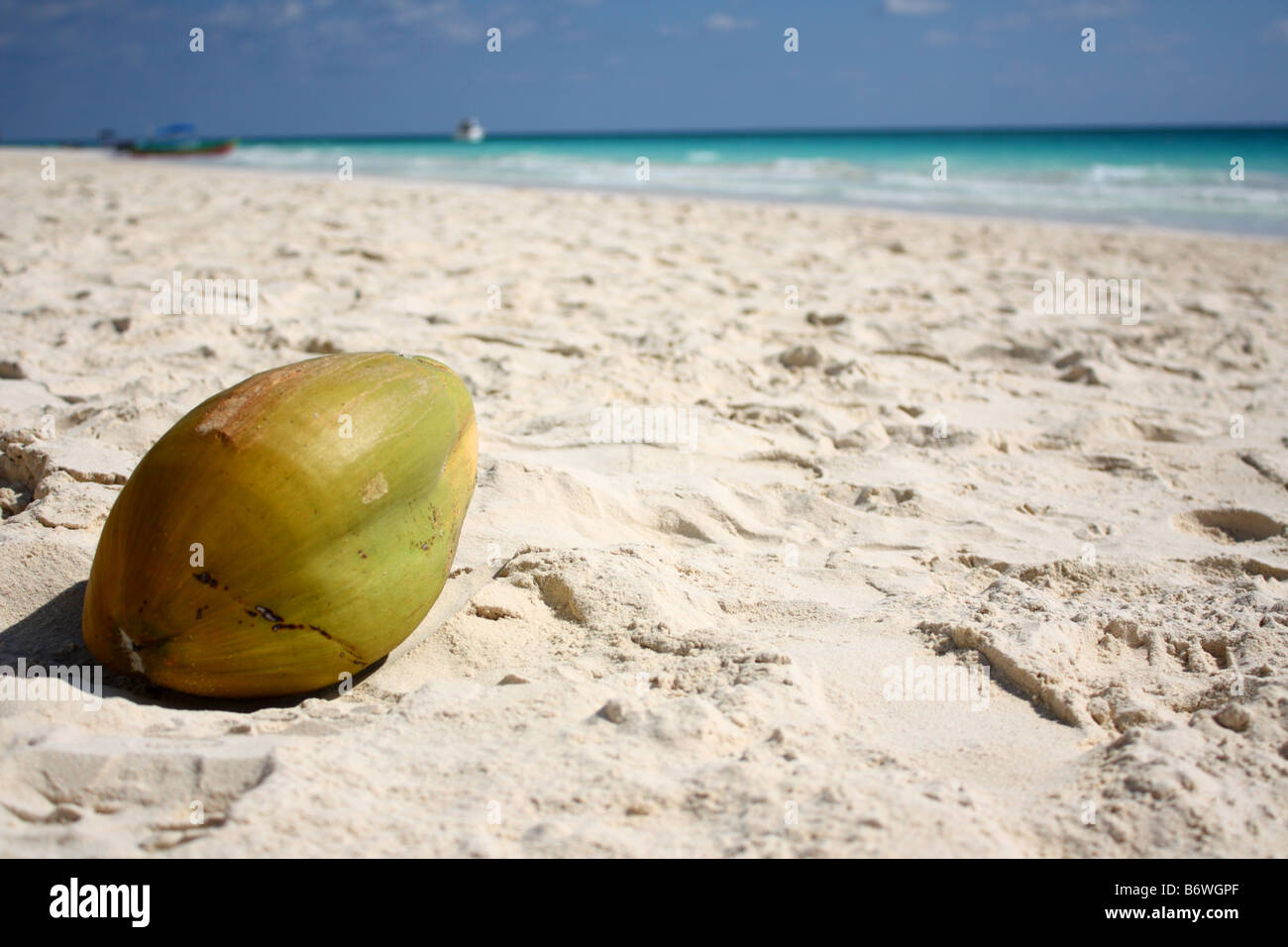 Coconut on the beach in Tulum, Mexico Stock Photo Alamy