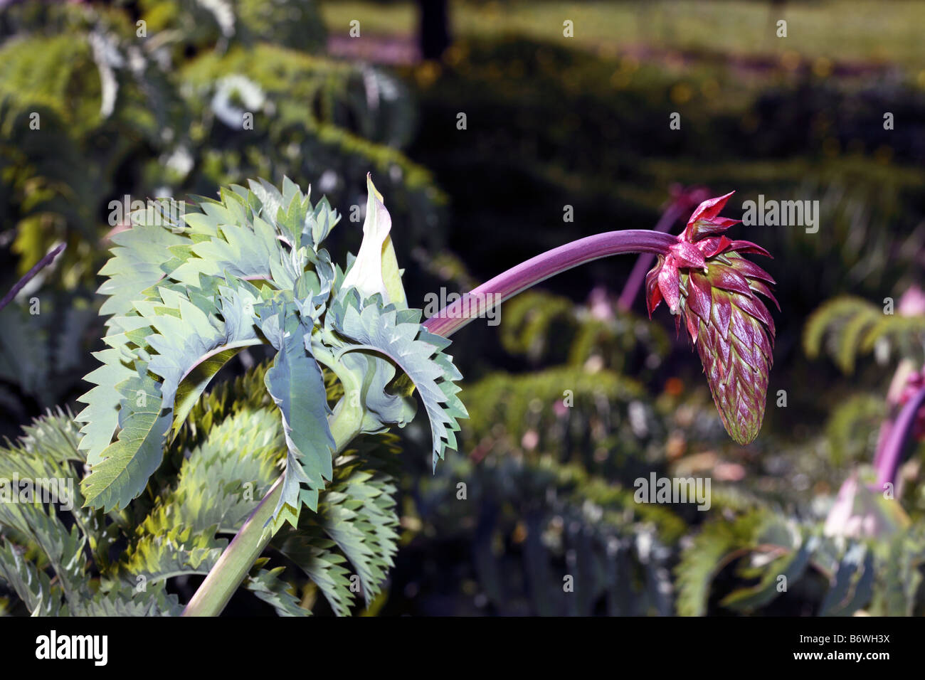 Honey Flower-Melianthus major-Family Melianthaceae Stock Photo