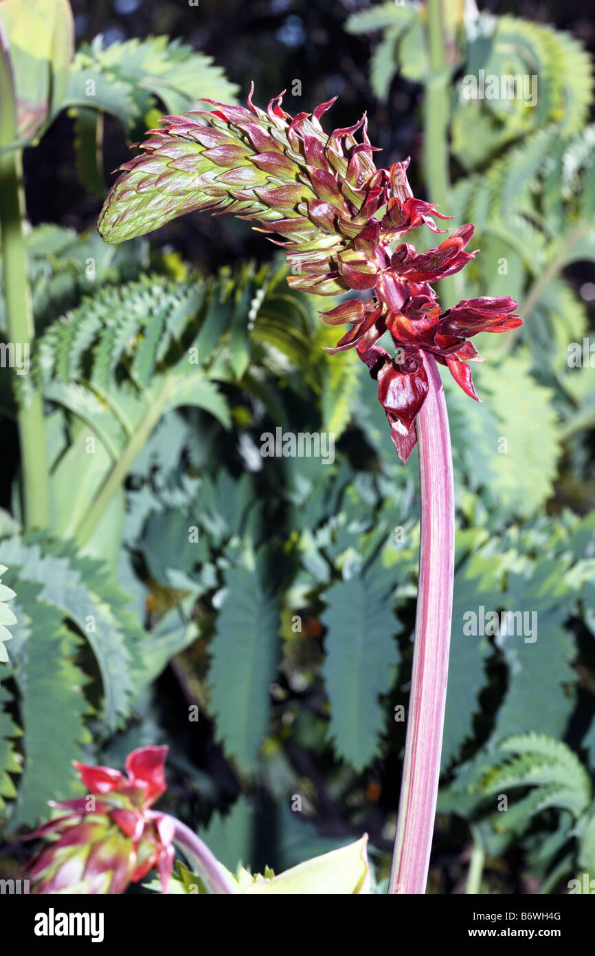 Honey Flower-Melianthus major-Family Melianthaceae Stock Photo