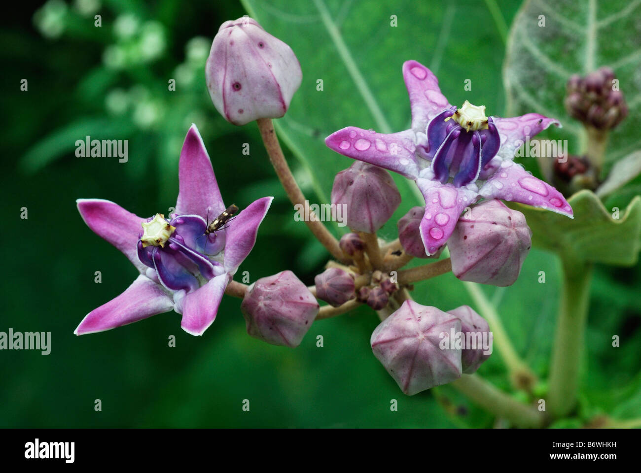Crown Flower, Akund. Calotropis gigantea Family: Asclepiadaceae Milkweed family. Waxy flowers lavender. Stock Photo