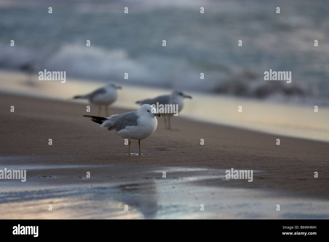 Seagulls walking on sand near shoreline on Lake Michigan Stock Photo