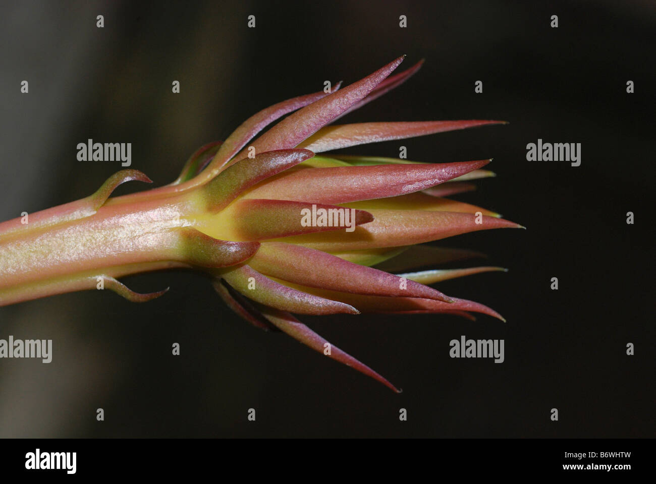 Bud of Epiphyllum oxypetalum, a night-blooming cactus flower Stock Photo