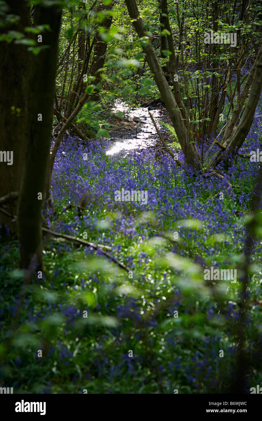 Purple Wildflowers in Forest Stock Photo - Alamy