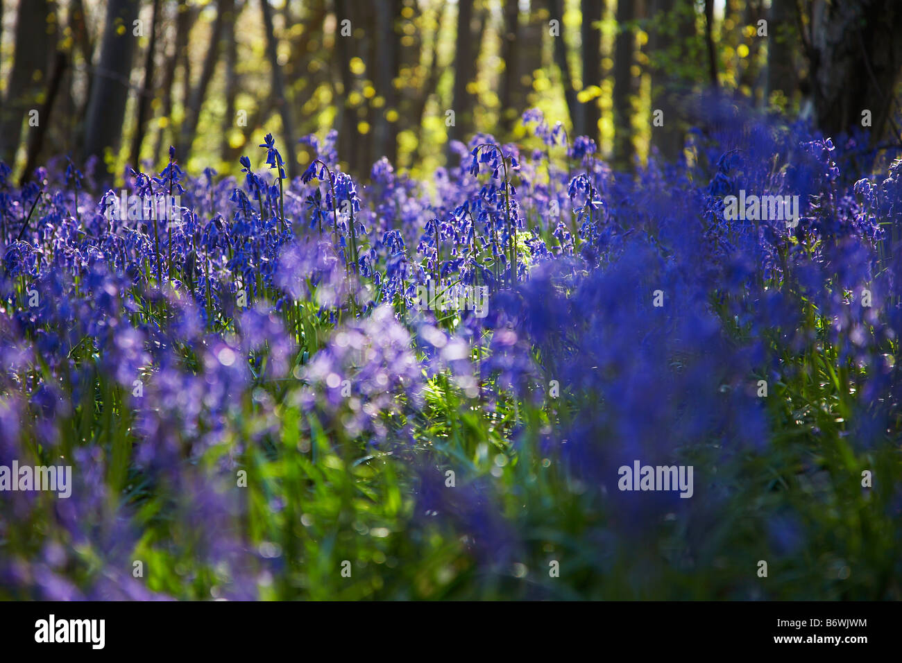 Purple wildflowers hi-res stock photography and images - Alamy