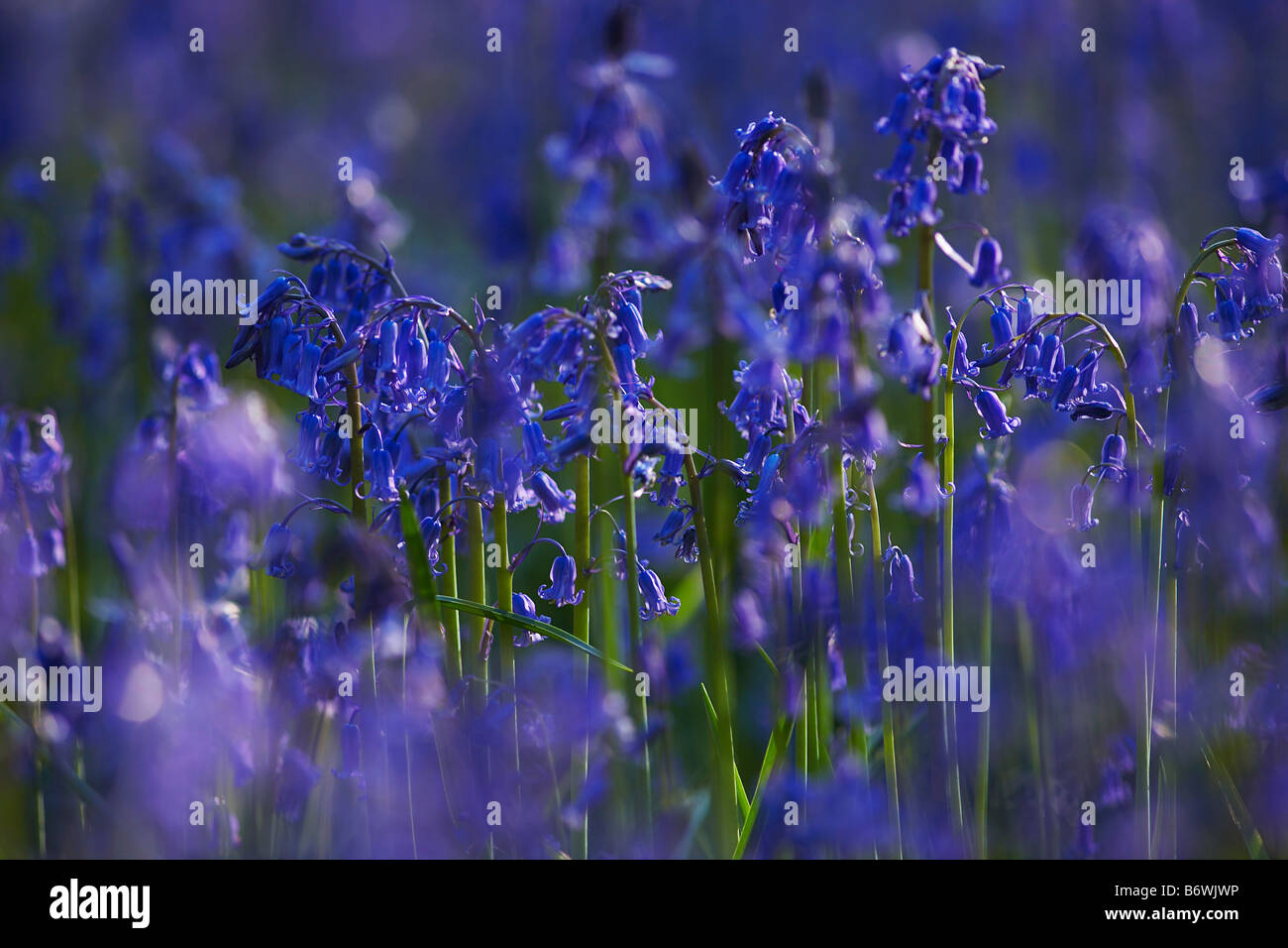 Purple wildflowers hi-res stock photography and images - Alamy