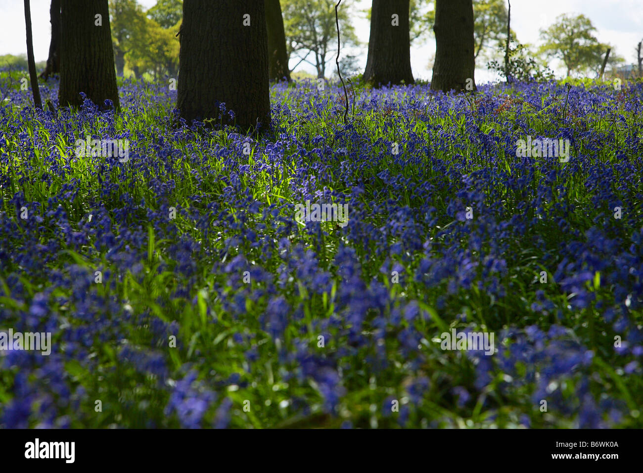 Purple Wildflowers in Forest Stock Photo - Alamy