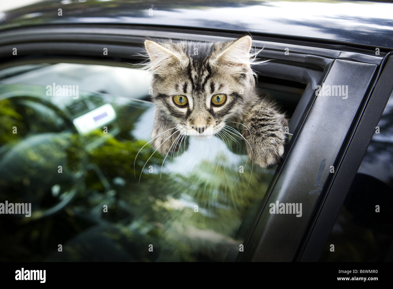 Kitten climbing on car window Stock Photo Alamy