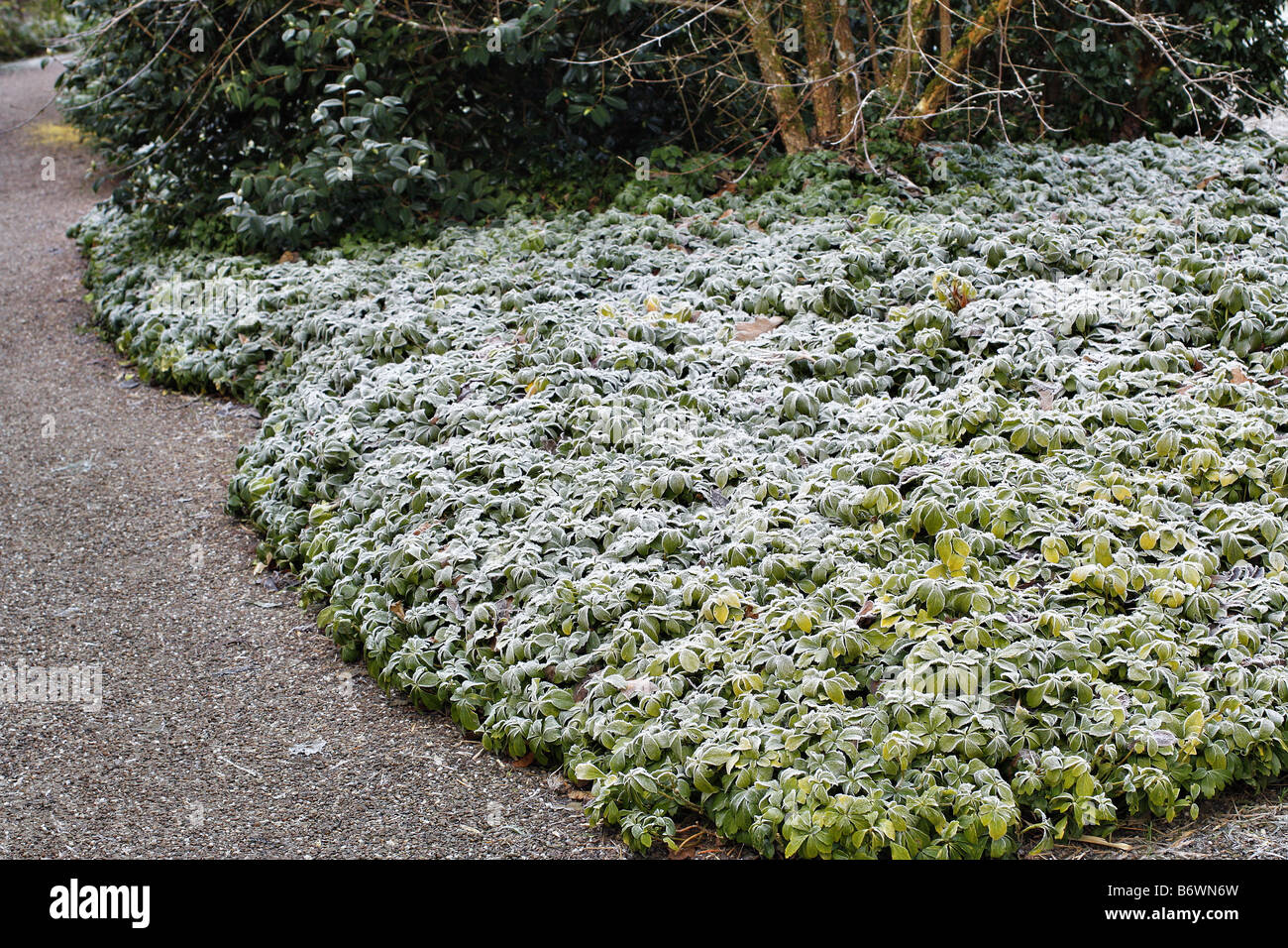 HOAR FROST ON PACHYSANDRA TERMINALIS USED AS GROUND COVER AT RHS ROSEMOOR Stock Photo