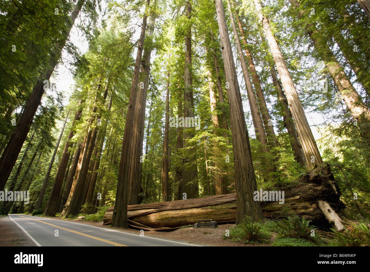 Avenue of the giants Stock Photo - Alamy