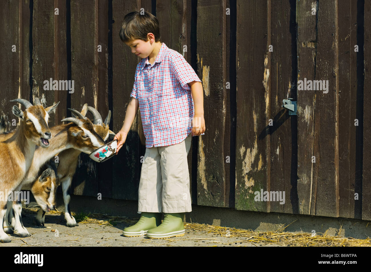 A boy feeding goats Stock Photo Alamy
