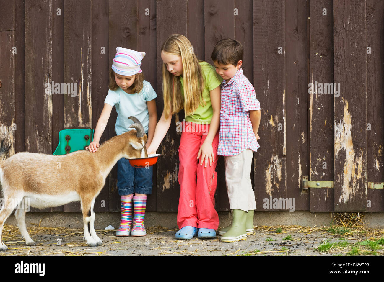 Children feeding goats Stock Photo Alamy