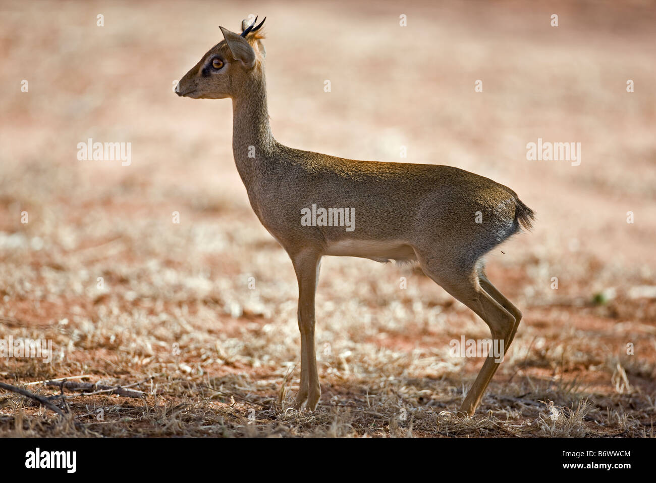 Porno sevishganlar bokira