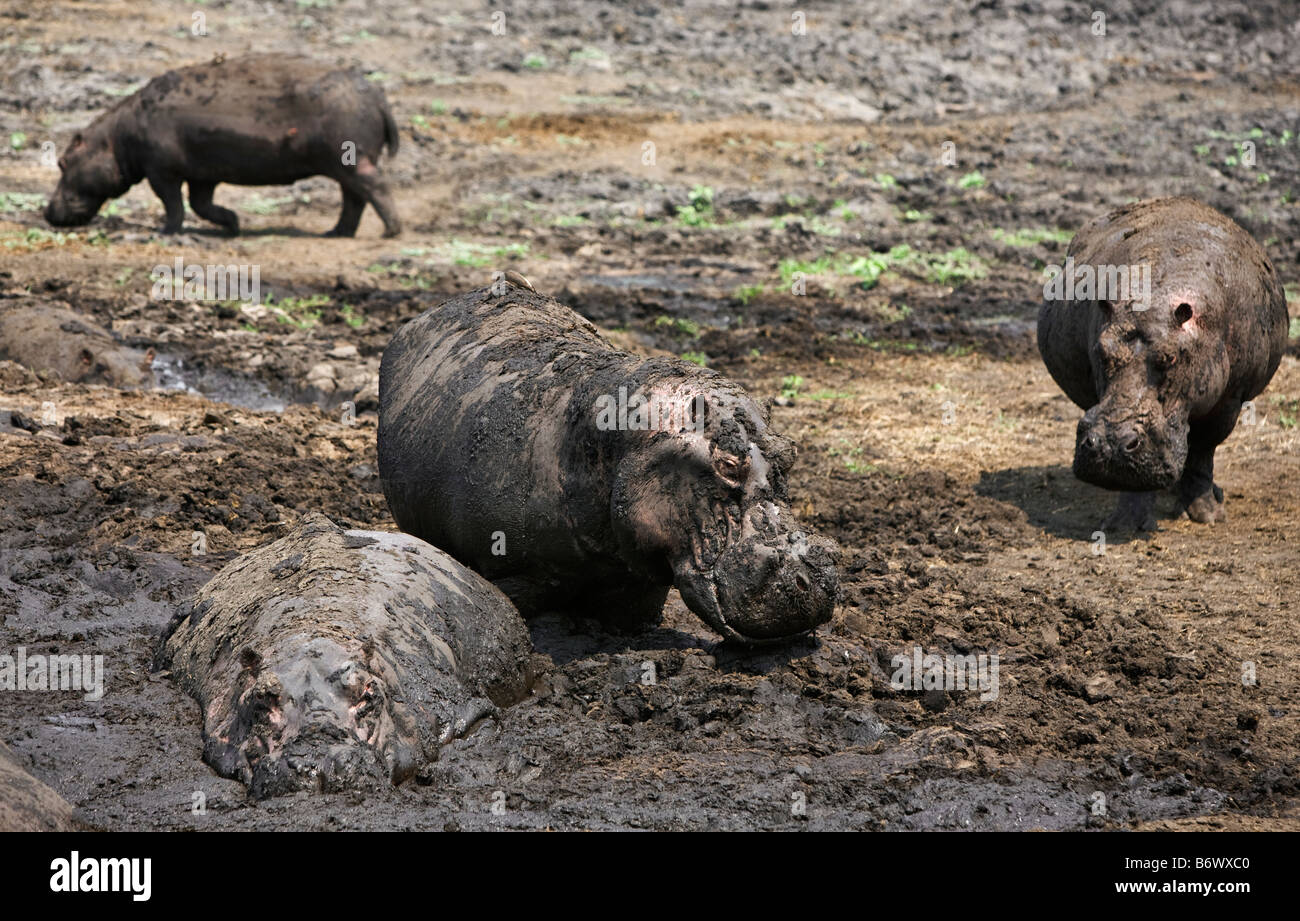 Tanzania, Katavi National Park. Hippos wallow in mud in the Katuma ...