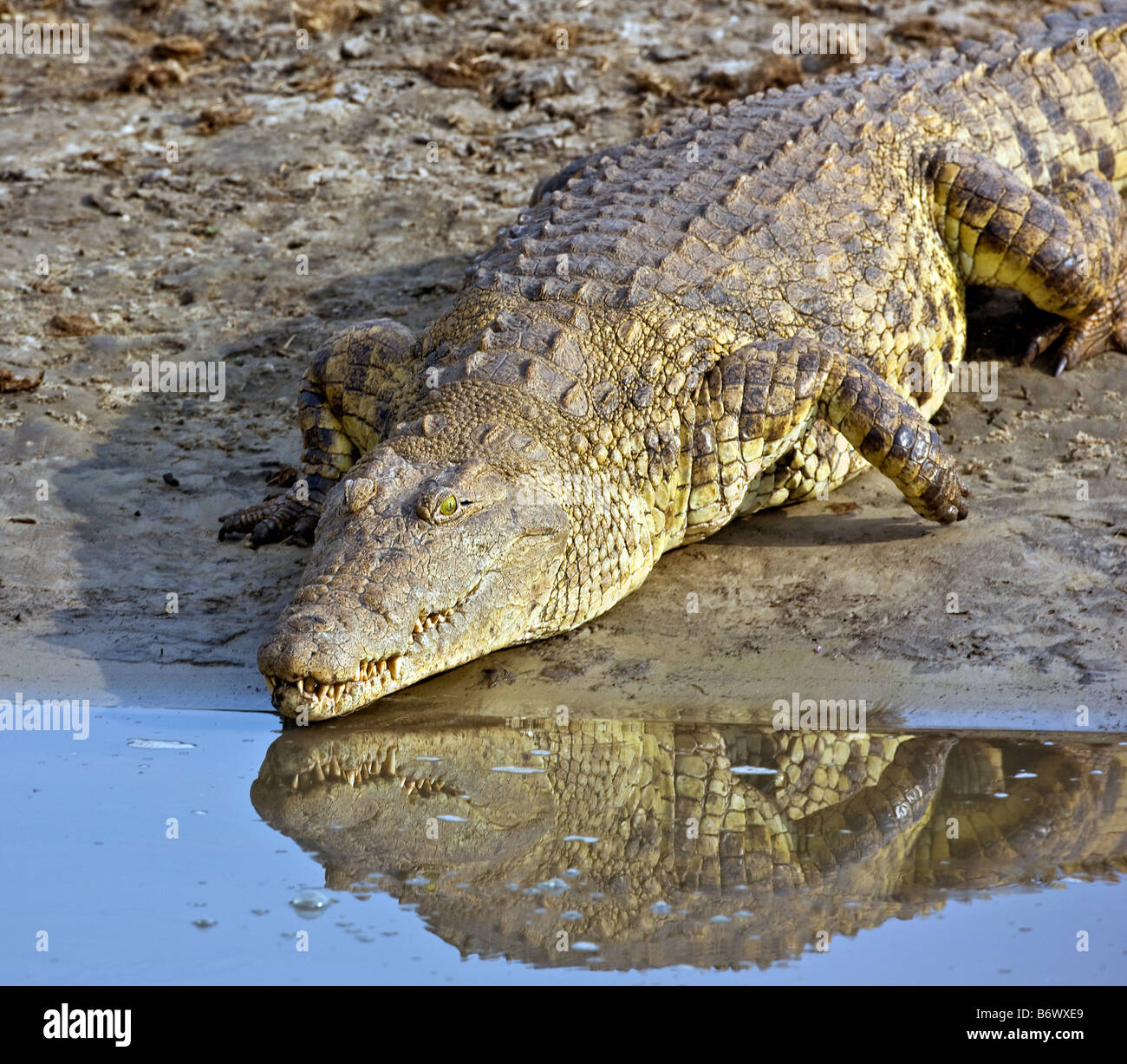 Tanzania, Katavi National Park. A large Nile crocodile plunges into the Katuma River. Stock Photo