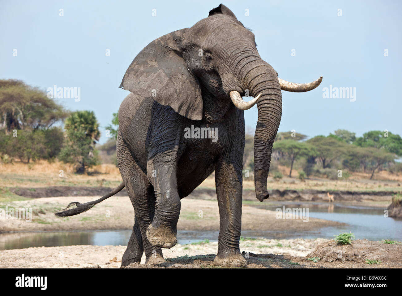 Tanzania, Katavi National Park. An elephant displays aggression Stock