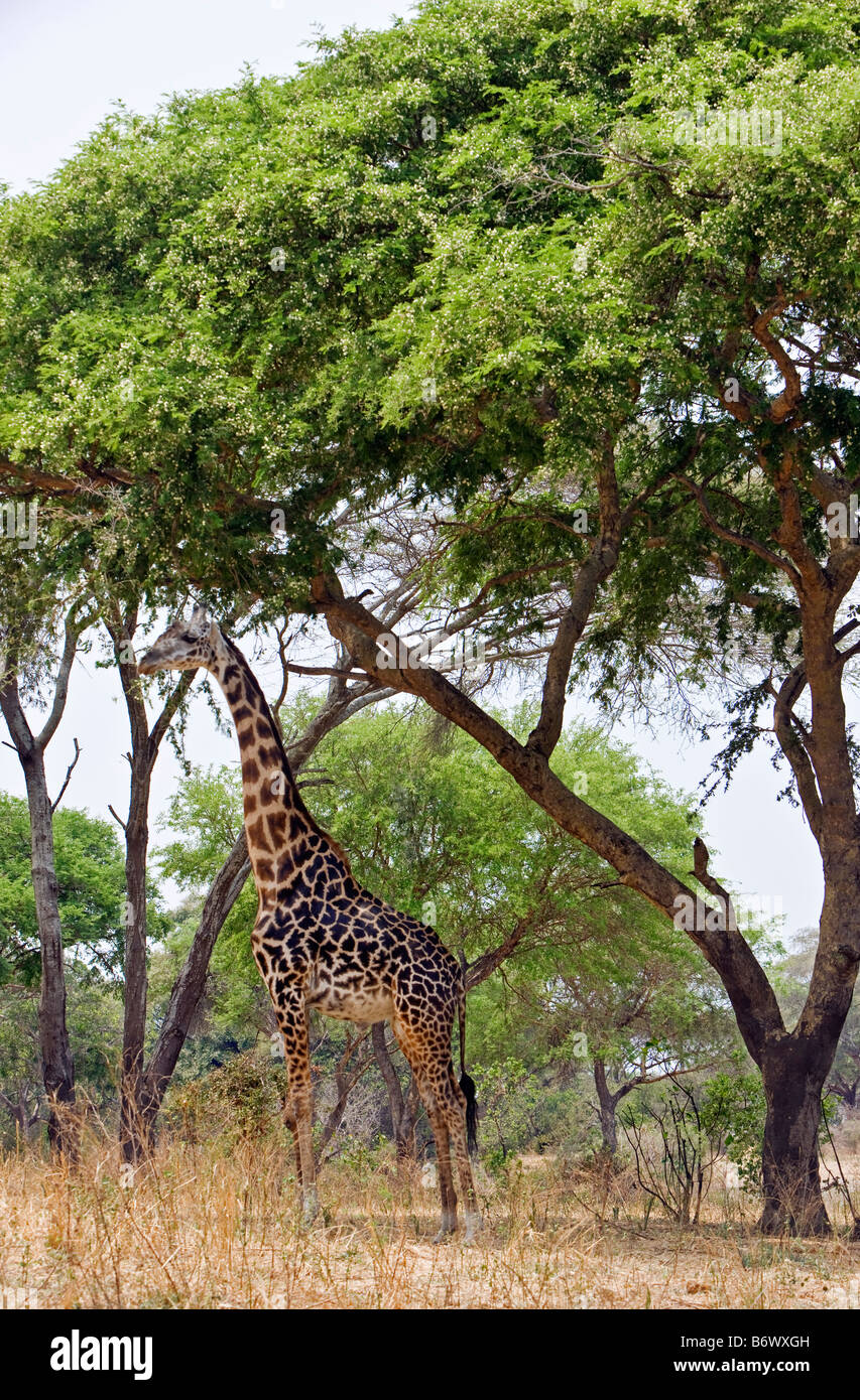 Tanzania, Katavi National Park. An elephant displays aggression on the banks of the Katuma River. Stock Photo